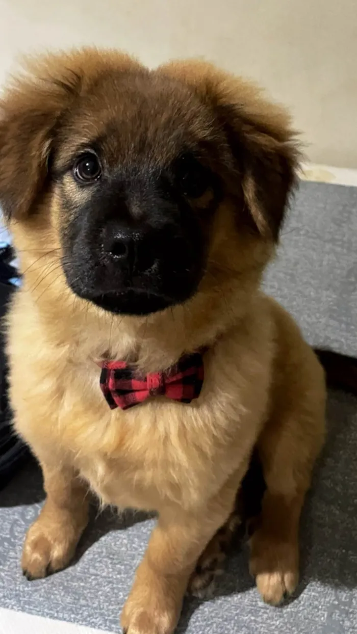 Cachorro ra a Chow Chow idade 2 a 6 meses nome Theodoro 