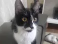 Nico