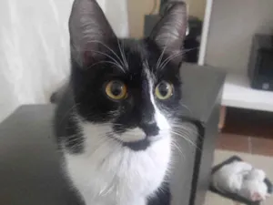 Gato raça SRD-ViraLata idade 2 a 6 meses nome Nico