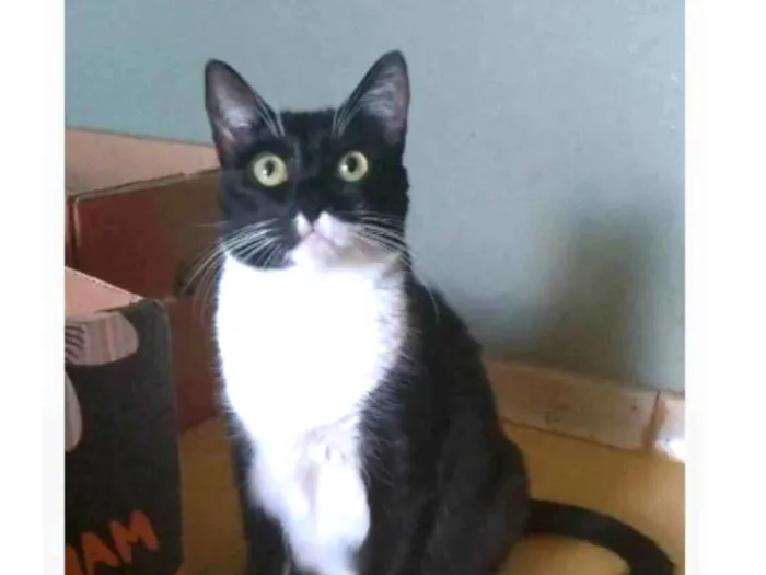 Gato ra a srd frajolinha  idade 2 anos nome LIKA