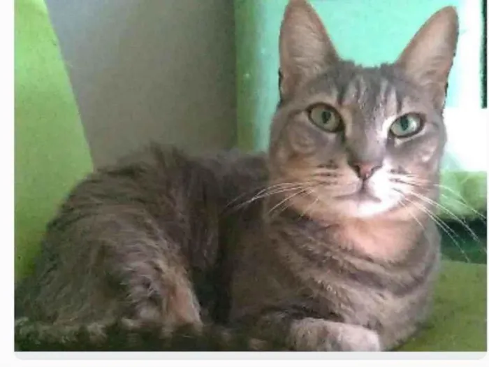 Gato ra a srd tigradinha  idade 2 anos nome ADELLY
