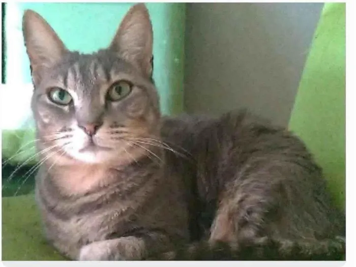 Gato ra a srd tigradinha  idade 2 anos nome ADELLY