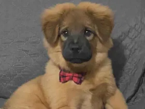 Cachorro raça Chow Chow idade 2 a 6 meses nome Theodoro 