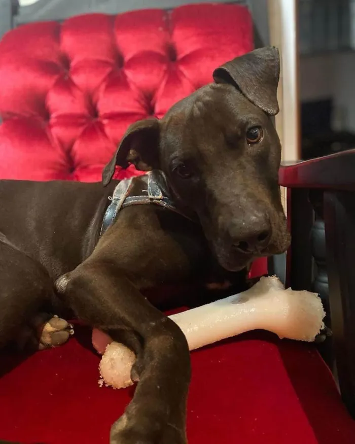 Cachorro ra a SRD-ViraLata - Mix de Staffordshire Bull terrier idade 1 ano nome Gilda - Mix de Staffordshire Bull terrier