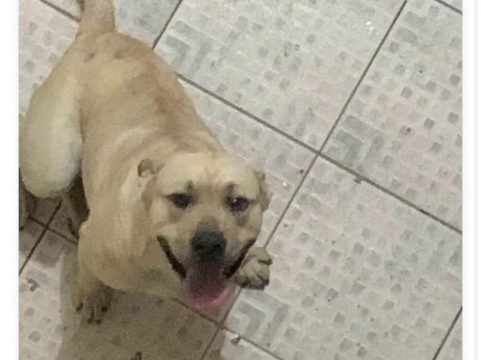 Cachorro ra a Pit-Bull com Chow Chow idade 7 a 11 meses nome Thanos 