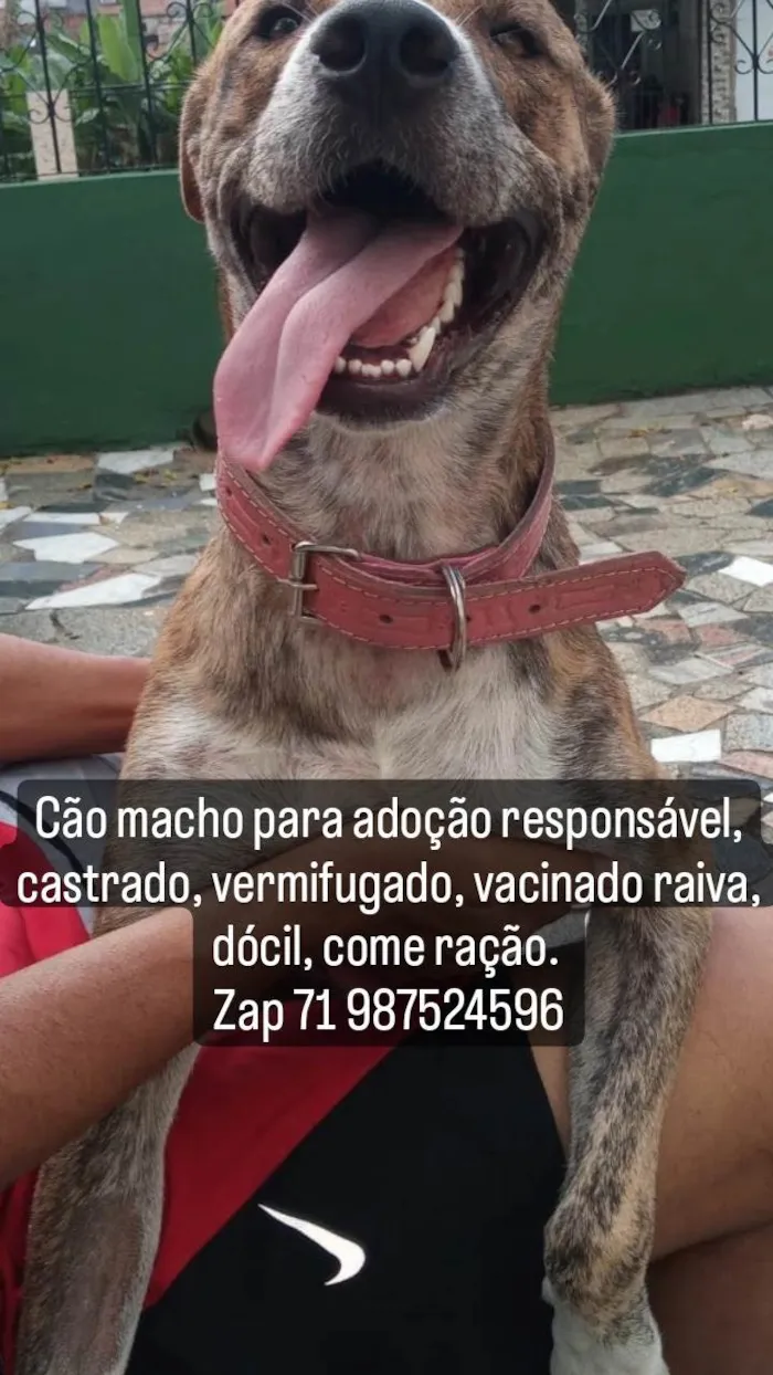 Cachorro ra a Não definida idade 2 anos nome Guerreiro