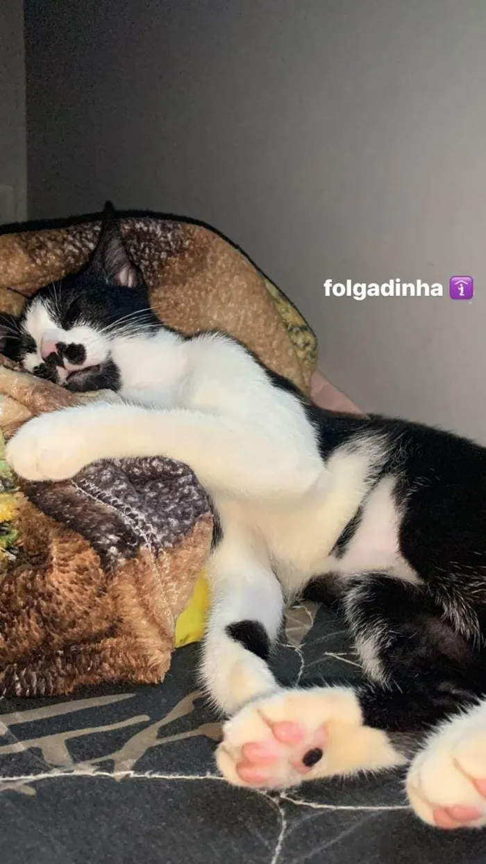 Gato ra a  idade 2 a 6 meses nome Emma, Felina e Jade