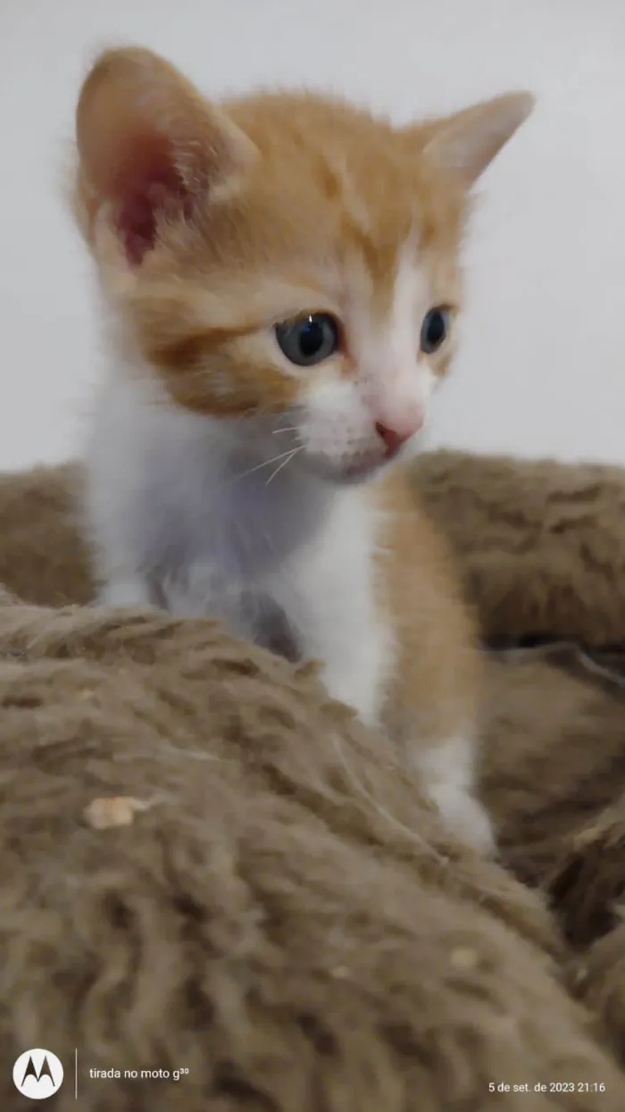 Gato ra a SRD-ViraLata idade Abaixo de 2 meses nome Lennon