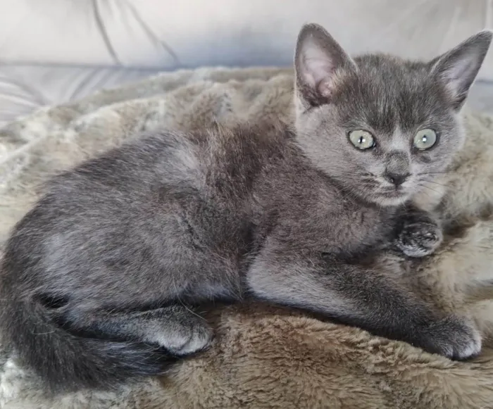 Gato ra a SRD-ViraLata idade 2 a 6 meses nome Clarice