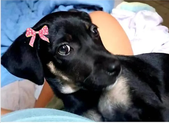 Cachorro ra a SRD-ViraLata idade 2 a 6 meses nome Mel