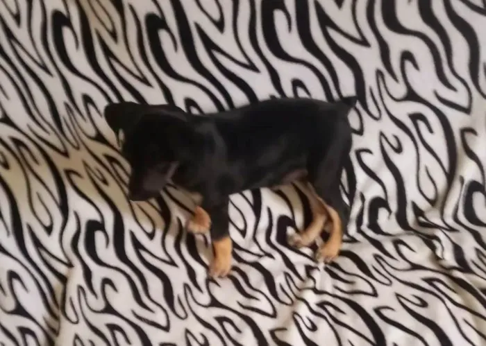 Cachorro ra a SRD-ViraLata idade 2 a 6 meses nome Mel