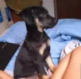 Mel