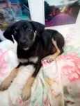 Mel