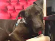 Gilda - Mix de Staffordshire Bull terrier