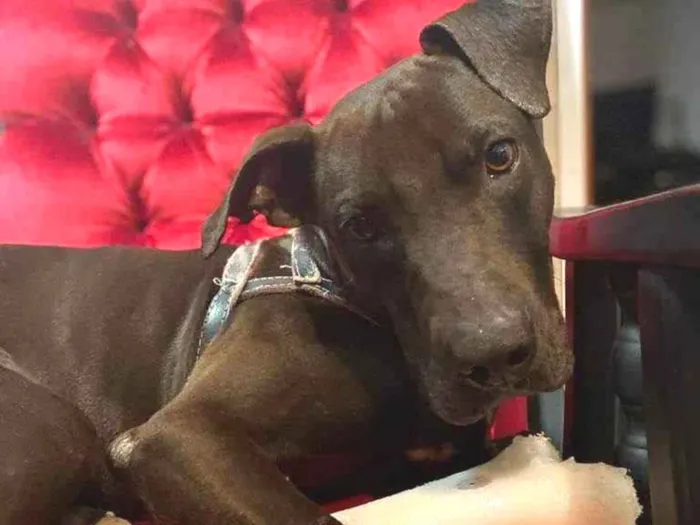 Cachorro ra a SRD-ViraLata - Mix de Staffordshire Bull terrier idade 1 ano nome Gilda - Mix de Staffordshire Bull terrier