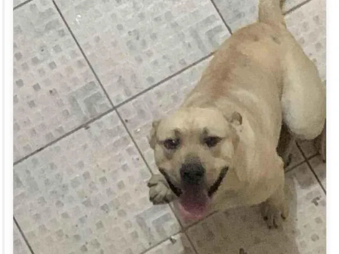 Cachorro ra a Pit-Bull com Chow Chow idade 7 a 11 meses nome Thanos 