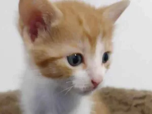 Gato raça SRD-ViraLata idade Abaixo de 2 meses nome Lennon