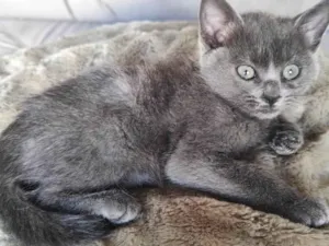 Gato raça SRD-ViraLata idade 2 a 6 meses nome Clarice