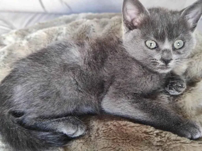 Gato ra a SRD-ViraLata idade 2 a 6 meses nome Clarice