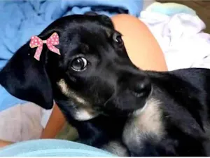 Cachorro raça SRD-ViraLata idade 2 a 6 meses nome Mel