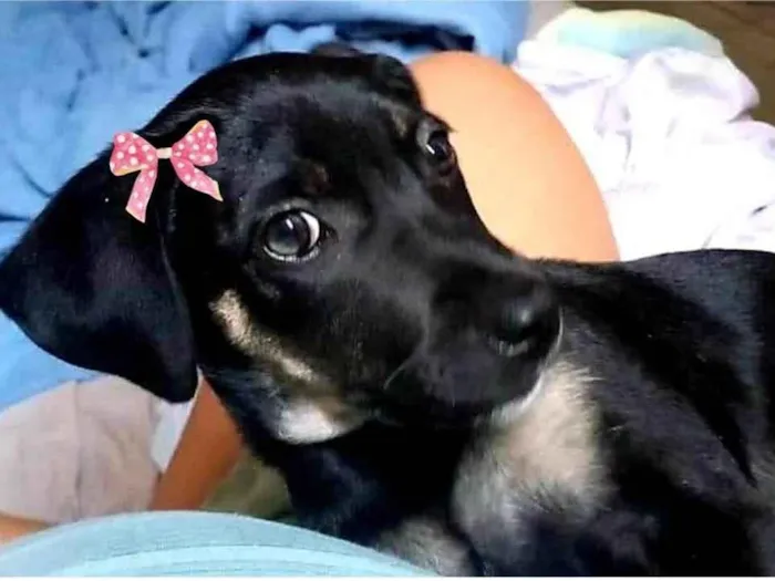 Cachorro ra a SRD-ViraLata idade 2 a 6 meses nome Mel