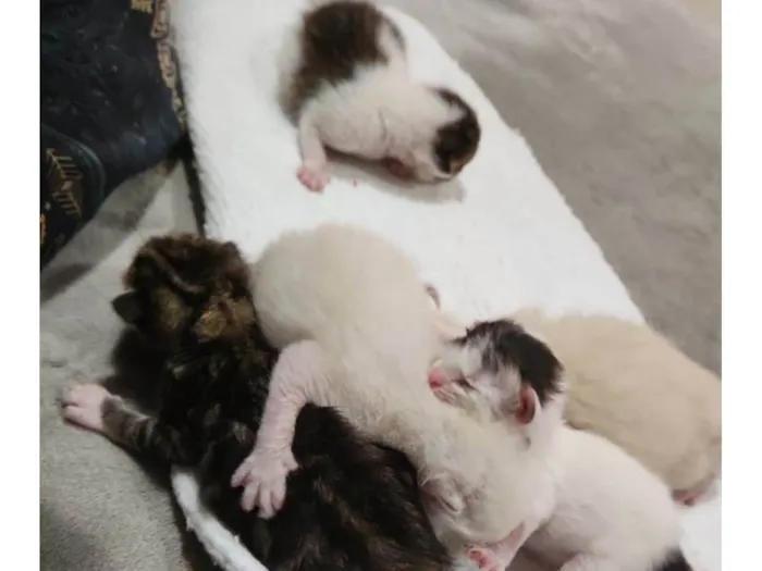 Gato ra a Srd com siamês  idade Abaixo de 2 meses nome Chicão