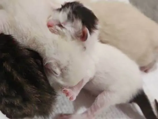 Gato ra a Srd com siamês  idade Abaixo de 2 meses nome Sansão