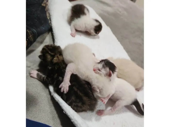Gato ra a Srd com siamês  idade Abaixo de 2 meses nome Sansão