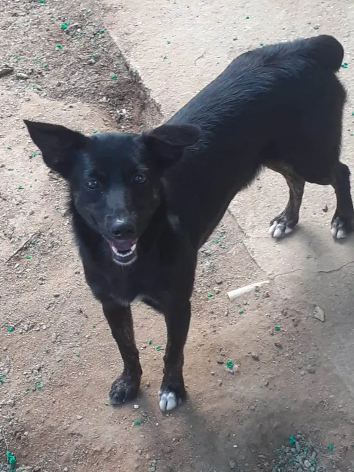 Cachorro ra a SRD-ViraLata idade 1 ano nome Aurora (pretinha)