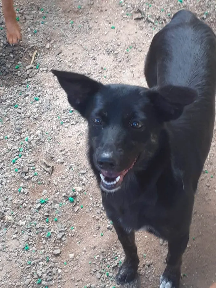 Cachorro ra a SRD-ViraLata idade 1 ano nome Aurora (pretinha)