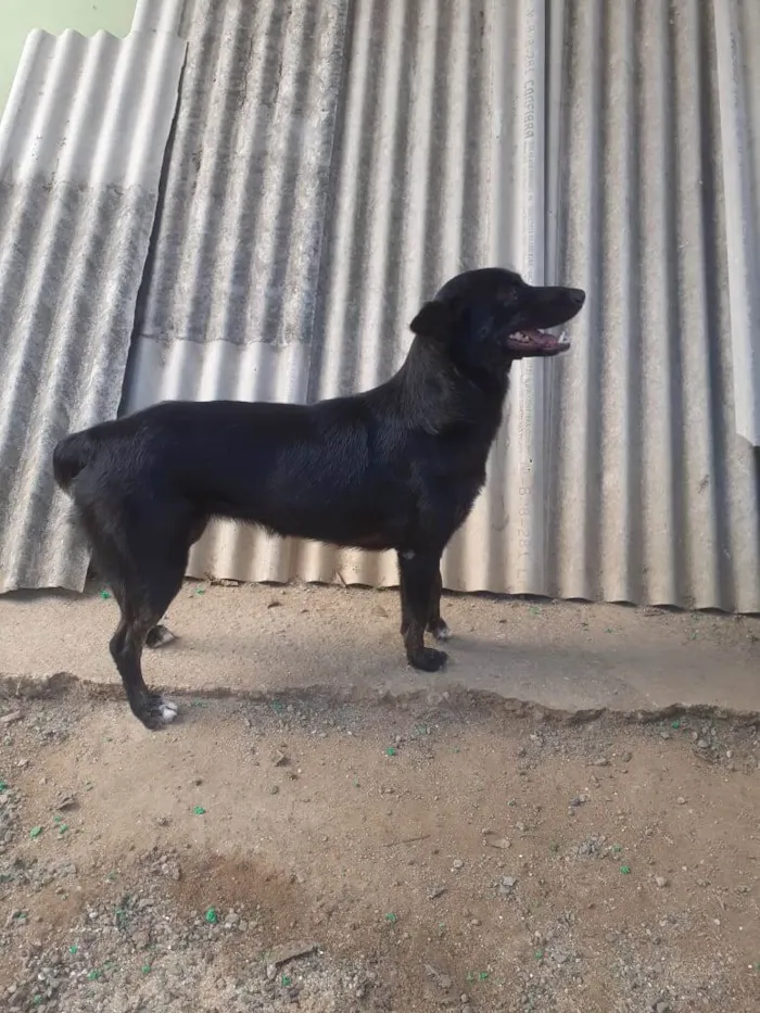 Cachorro ra a SRD-ViraLata idade 1 ano nome Aurora (pretinha)