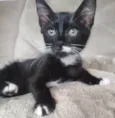 Nacho