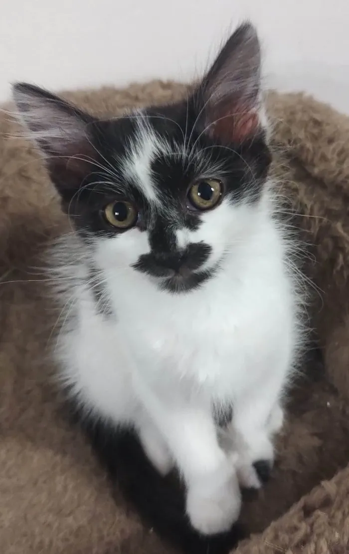 Gato ra a SRD-ViraLata idade 2 a 6 meses nome Sushy
