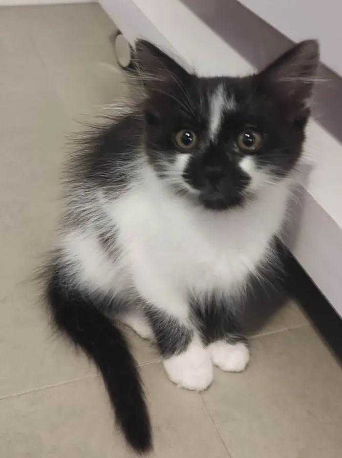 Gato ra a SRD-ViraLata idade 2 a 6 meses nome Sashimy