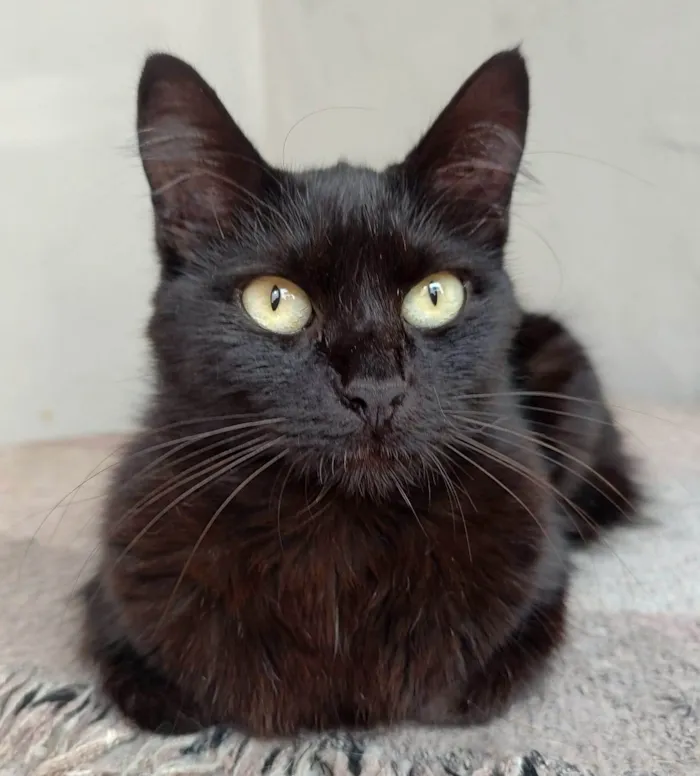 Gato ra a SRD-ViraLata idade 1 ano nome Hermione 