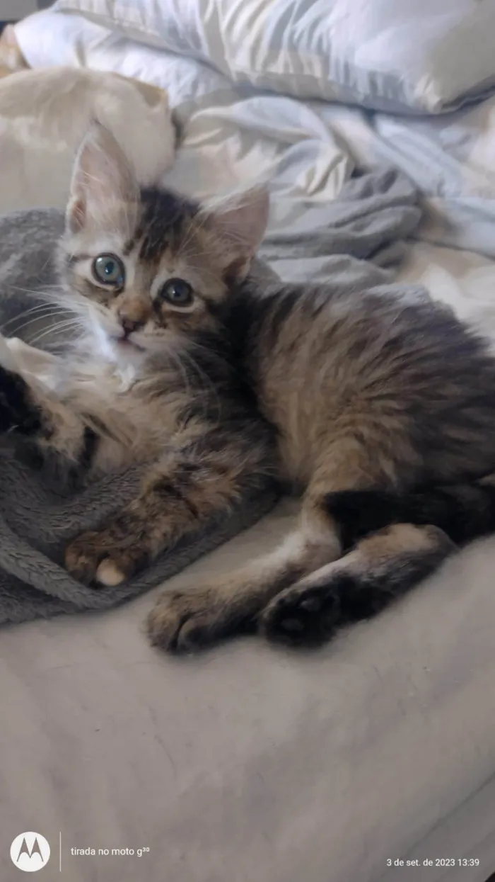 Gato ra a SRD-ViraLata idade 2 a 6 meses nome Jujuba
