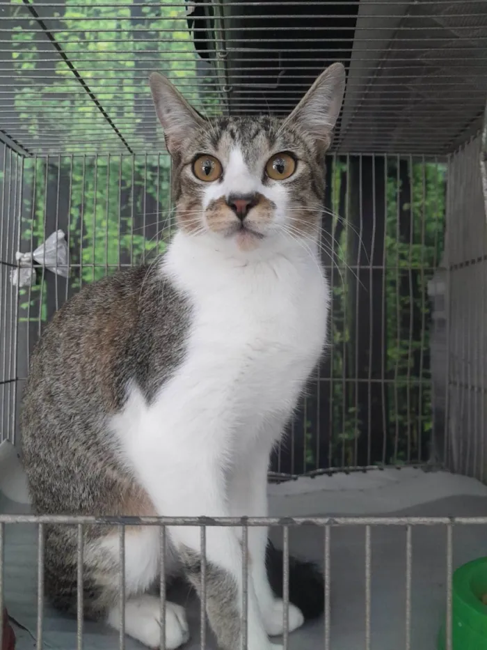 Gato ra a SRD-ViraLata idade 2 a 6 meses nome Shelby
