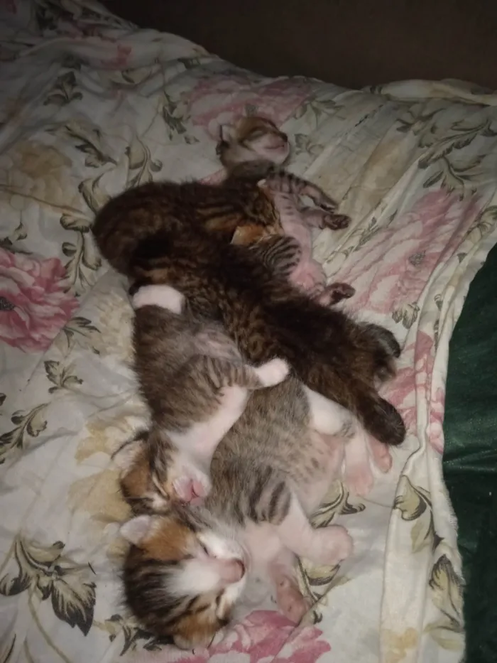 Gato ra a Vira lata idade 2 a 6 meses nome Varios