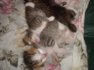 Gato raça Vira lata idade 2 a 6 meses nome Varios