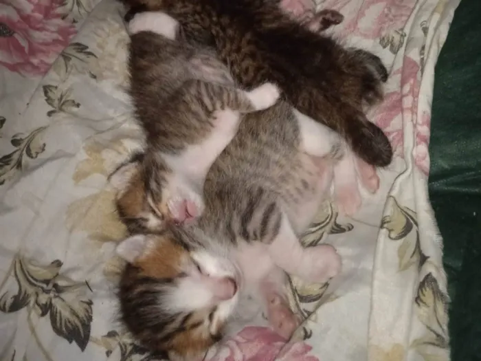 Gato ra a Vira lata idade 2 a 6 meses nome Varios