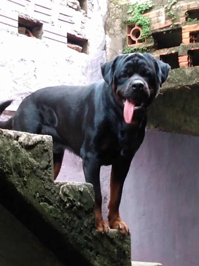 Cachorro ra a Rottweiler idade 2 anos nome Stanley