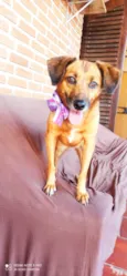 Amora