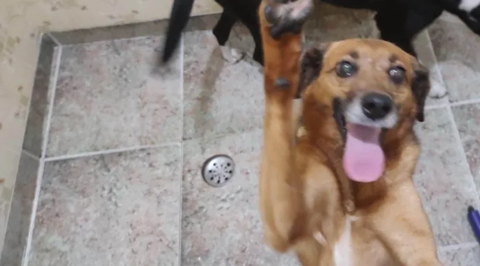 Cachorro ra a SRD-ViraLata idade 5 anos nome Amora