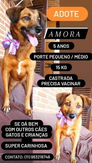 Cachorro ra a SRD-ViraLata idade 5 anos nome Amora
