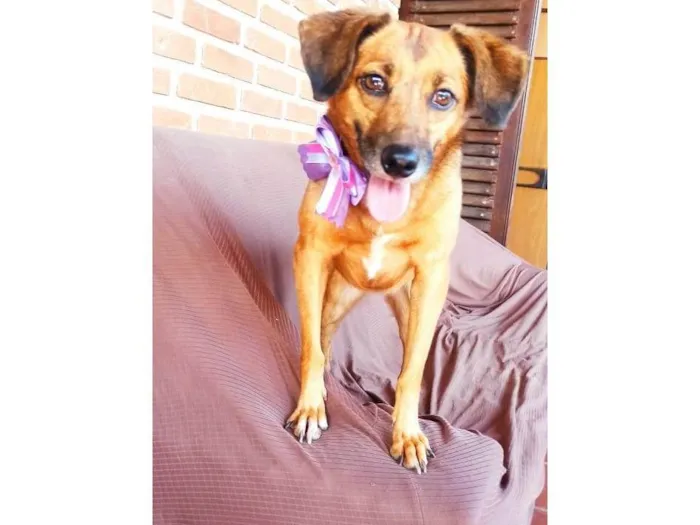 Cachorro ra a SRD-ViraLata idade 5 anos nome Amora