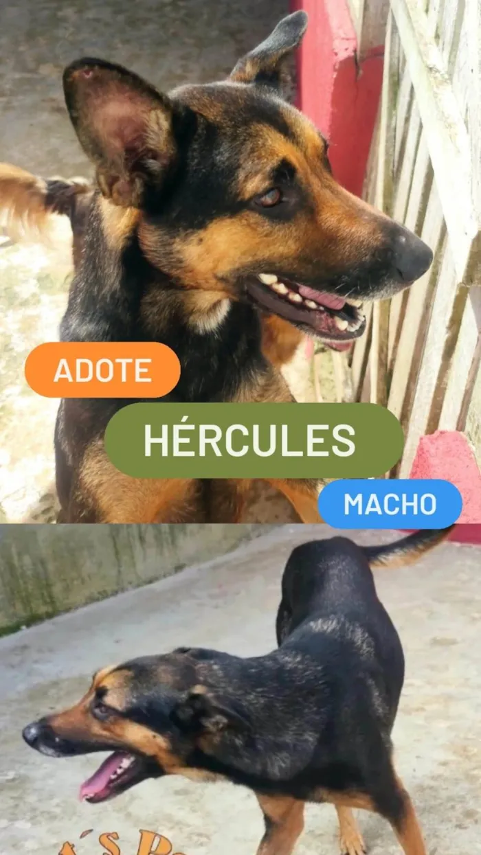 Cachorro ra a SRD-ViraLata idade 4 anos nome Hércules