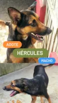 Hércules