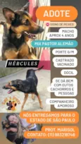 Hércules