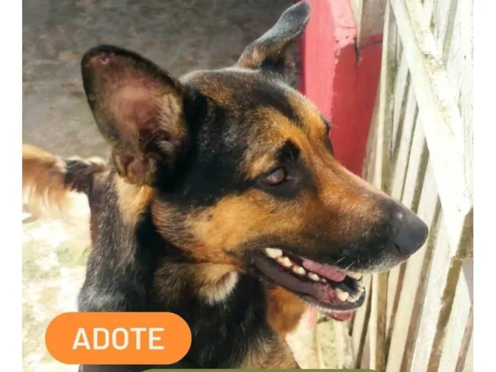 Cachorro ra a SRD-ViraLata idade 4 anos nome Hércules