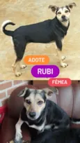 Rubi